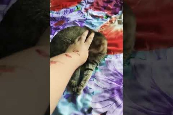 Ссылка кракен даркнет маркет